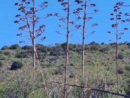 Agave americana flowering stems